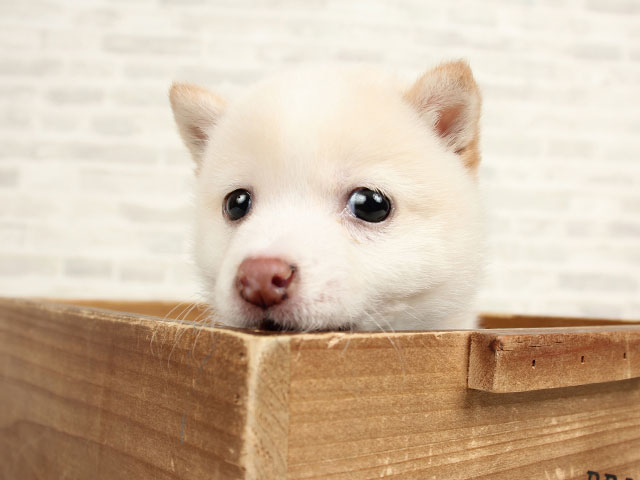豆柴 カインズ千葉ニュータウン店 P S First 子犬や子猫を最優先に考えたペットショップ