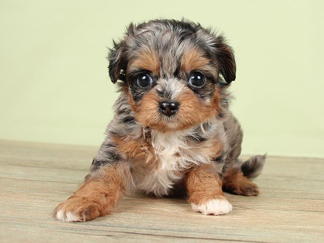 京都四条河原町店 京都府のペットショップ P S First 子犬や子猫を最優先に考えたペットショップ 京都四条河原町店 京都府のペットショップ P S First 子犬や子猫を最優先に考えたペットショップ