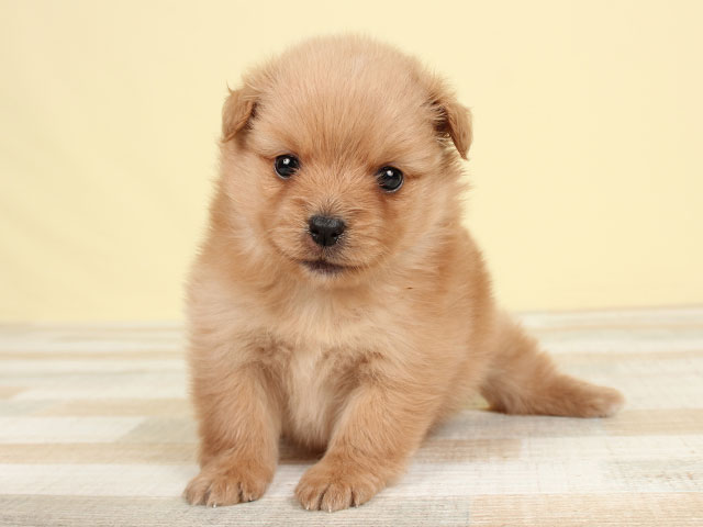 ポメラニアン トイプードル ミックス 吉祥寺サンロード店 P S First 子犬や子猫を最優先に考えたペットショップ
