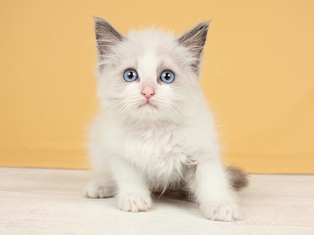 ラグドール 川口店 P S First 子犬や子猫を最優先に考えたペットショップ