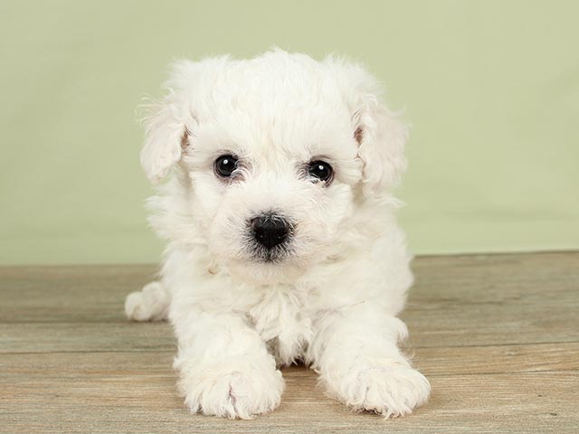 ペットショップ P S First ペット詳細