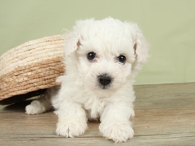 ペットショップ P S First ペット詳細