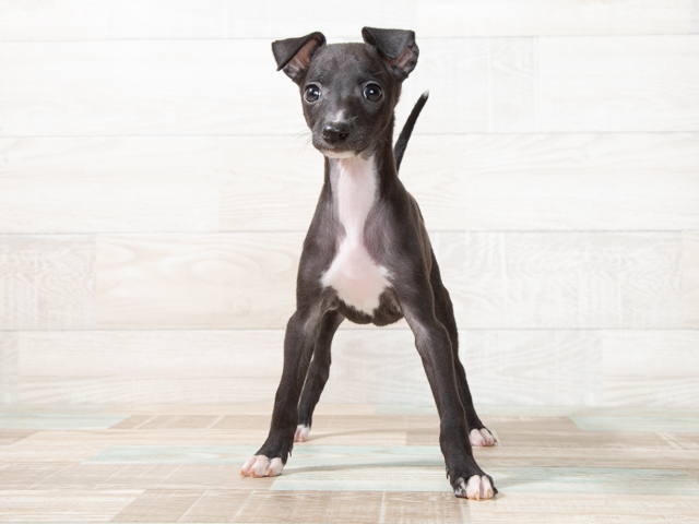 ペットショップ P S First ペット詳細 ペットショップ P S First ペット詳細