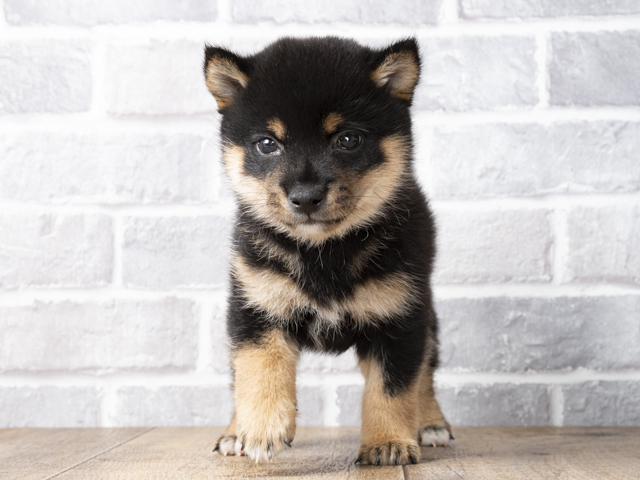 豆柴 稲毛店 P S First 子犬や子猫を最優先に考えたペットショップ