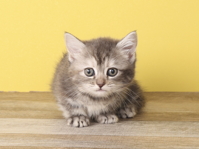 ペットショップ P S First ペット詳細