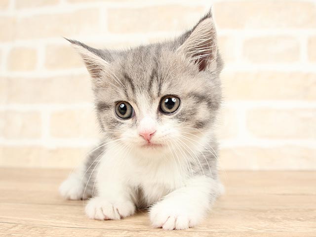 渋谷店 東京都のペットショップ P S First 子犬や子猫を最優先に考えたペットショップ