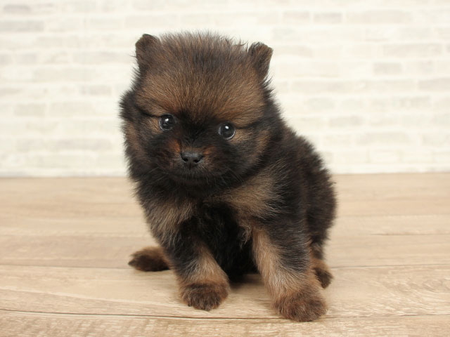 ポメラニアン 稲毛店 P S First 子犬や子猫を最優先に考えたペットショップ ポメラニアン 稲毛店 P S First 子犬や子猫を最優先に考えたペットショップ