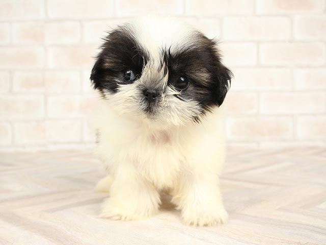 シーズー 土浦店 P S First 子犬や子猫を最優先に考えたペットショップ