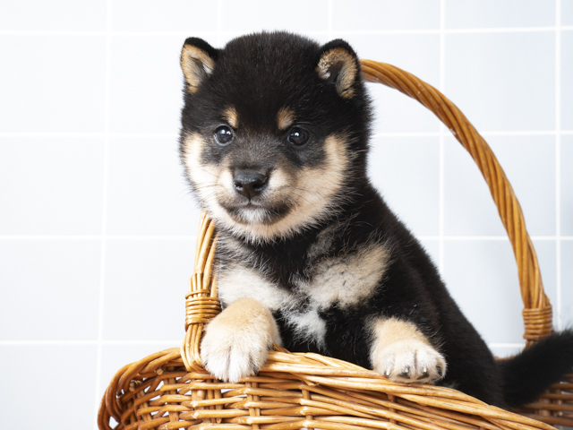 豆柴 直方店 P S First 子犬や子猫を最優先に考えたペットショップ 豆柴 直方店 P S First 子犬や子猫を最優先に考えたペットショップ