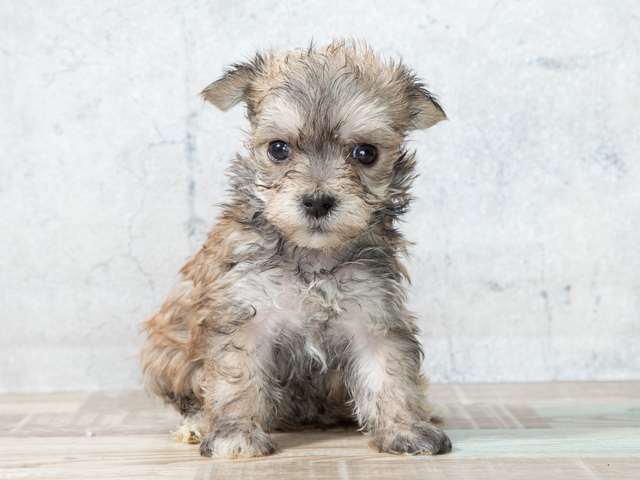 ペットショップ P S First ペット詳細