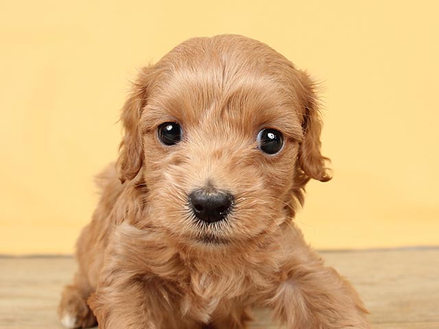 トイプードル ミニチュアダックスフンド ミックス 富士南店 P S First 子犬や子猫を最優先に考えたペットショップ