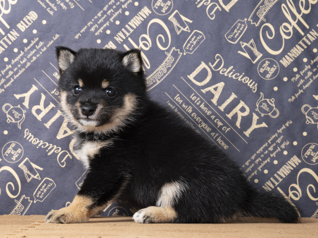 豆柴 福岡天神店 P S First 子犬や子猫を最優先に考えたペットショップ 豆柴 福岡天神店 P S First 子犬や子猫を最優先に考えたペットショップ