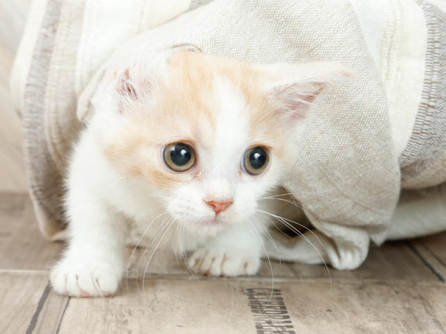 マンチカン 渋谷店 P S First 子犬や子猫を最優先に考えたペットショップ