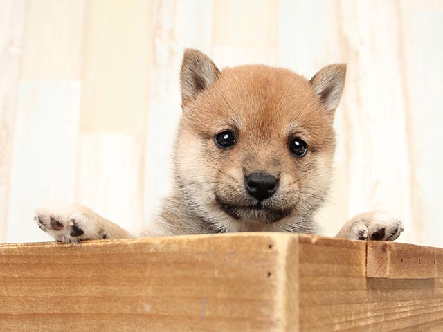 豆柴 富士南店 P S First 子犬や子猫を最優先に考えたペットショップ