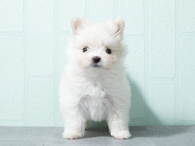 ポメラニアン マルチーズ ミックス ふじみ野店 P S First 子犬や子猫を最優先に考えたペットショップ