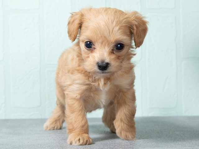 チワワ トイプードル ミックス 鹿児島店 P S First 子犬や子猫を最優先に考えたペットショップ