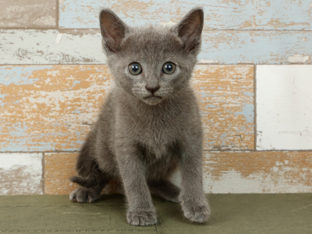 ロシアンブルー ロシアンブルー for cats武蔵小山店 │ペッツファースト公式サイト