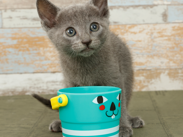 ロシアンブルー ☆ご売約済み☆ 210 MIX猫父：マンチカン 母：ロシアンブルー