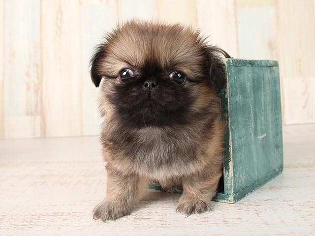 ペキニーズ 昭島店 P S First 子犬や子猫を最優先に考えたペットショップ