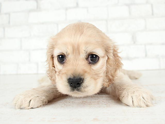 アメリカンコッカースパニエル 土浦店 P S First 子犬や子猫を最優先に考えたペットショップ