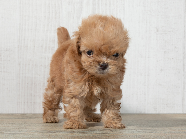 ペキニーズ トイプードル ミックス 久里浜店 P S First 子犬や子猫を最優先に考えたペットショップ