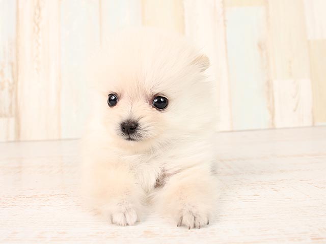 ポメラニアン 池袋店 P S First 子犬や子猫を最優先に考えたペットショップ ポメラニアン 池袋店 P S First 子犬や子猫を最優先に考えたペットショップ