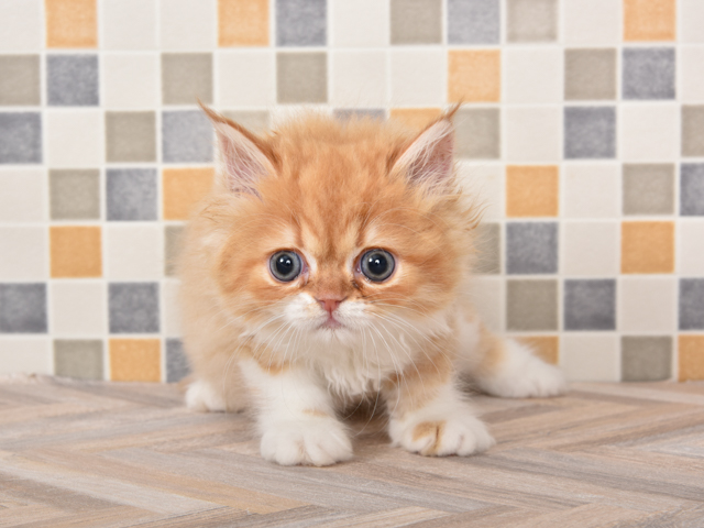 For Cats武蔵小山店 東京都のペットショップ P S First 子犬や子猫を最優先に考えたペットショップ For Cats武蔵小山店 東京都のペットショップ P S First 子犬や子猫を最優先に考えたペットショップ