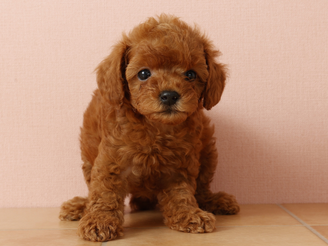 トイプードル タイニープードル 鹿児島店 P S First 子犬や子猫を最優先に考えたペットショップ