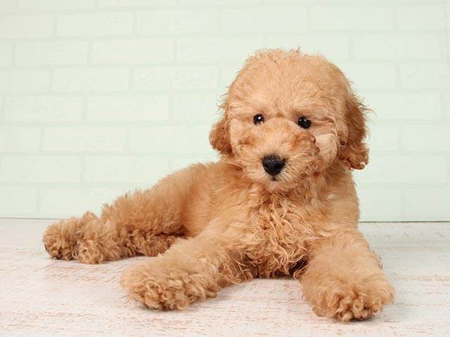 ミディアム プードル お台場店 P S First 子犬や子猫を最優先に考えたペットショップ