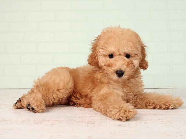 ミディアム プードル お台場店 P S First 子犬や子猫を最優先に考えたペットショップ