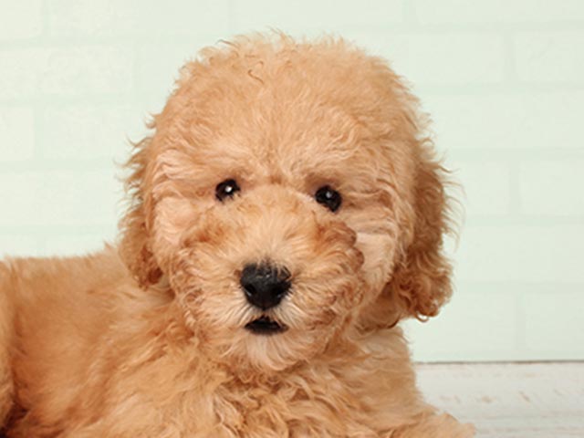 ミディアム プードル お台場店 P S First 子犬や子猫を最優先に考えたペットショップ