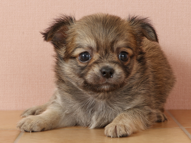 ポメラニアン チワワ ミックス 広島本通店 P S First 子犬や子猫を最優先に考えたペットショップ