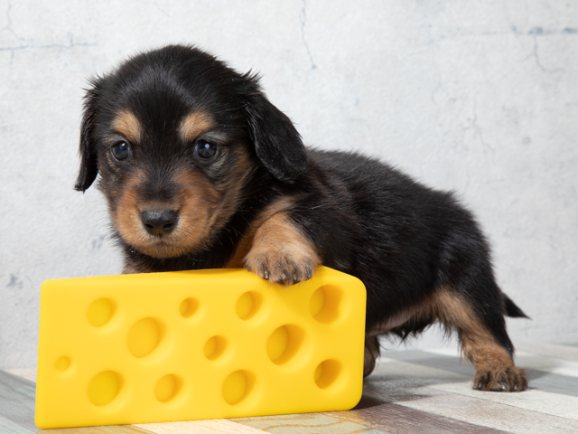 ペットショップ P S First ペット詳細