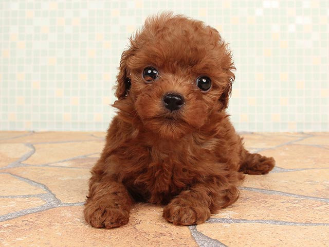 トイプードル タイニープードル 中野店 P S First 子犬や子猫を最優先に考えたペットショップ