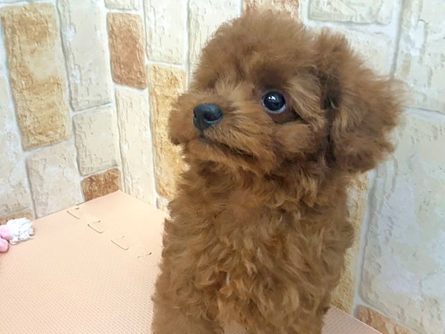 トイプードル タイニープードル 福津店 P S First 子犬や子猫を最優先に考えたペットショップ