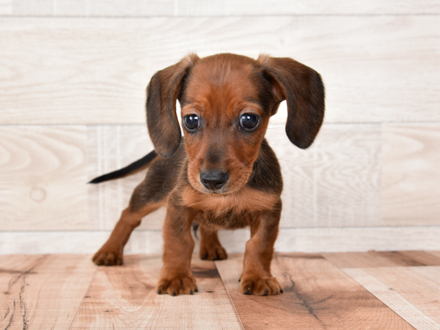 ダックスフンド カニヘン スムース 富士宮店 P S First 子犬や子猫を最優先に考えたペットショップ