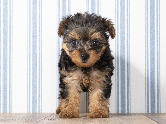 ペットショップ P S First ペット詳細