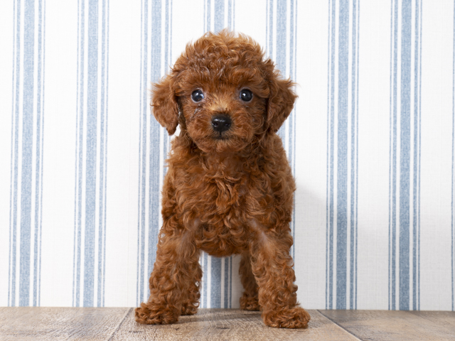トイプードル 鹿児島店 P S First 子犬や子猫を最優先に考えたペットショップ