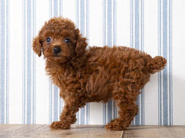 トイプードル 鹿児島店 P S First 子犬や子猫を最優先に考えたペットショップ