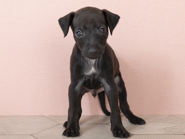 ペットショップ P S First ペット詳細 ペットショップ P S First ペット詳細