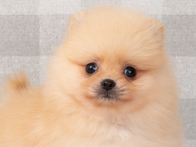 ポメラニアン 入間店 P S First 子犬や子猫を最優先に考えたペットショップ
