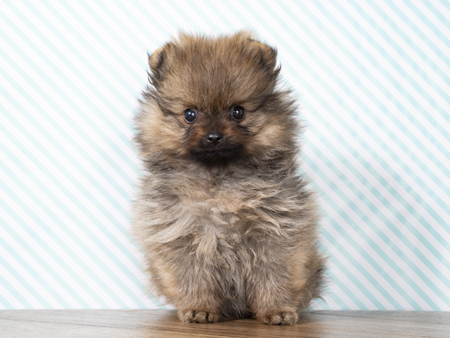 広島祇園店 │ペッツファースト公式サイト