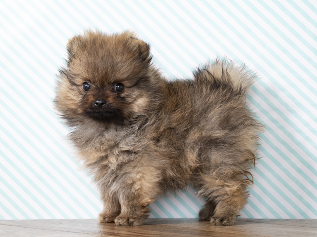 禁断のポメラニアンさ専用 ポメラニアン 広島本通店 │ペッツファースト公式サイト