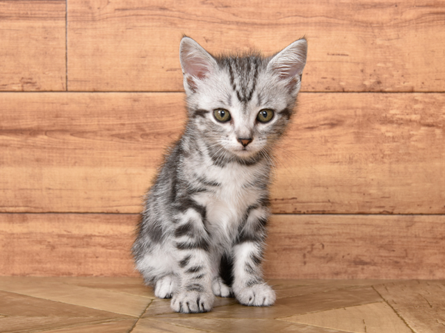 For Cats武蔵小山店 東京都のペットショップ P S First 子犬や子猫を最優先に考えたペットショップ For Cats武蔵小山店 東京都のペットショップ P S First 子犬や子猫を最優先に考えたペットショップ