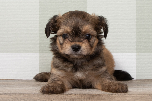 チワワ シーズー ミックス 奈良登美ヶ丘店 P S First 子犬や子猫を最優先に考えたペットショップ