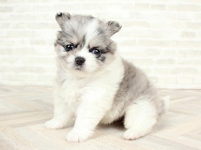 心斎橋本店 P S First 子犬や子猫を最優先に考えたペットショップ