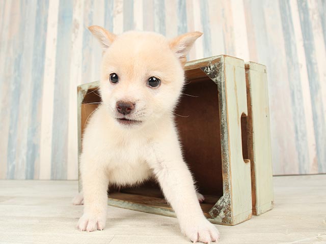 豆柴 千葉ニュータウン店 P S First 子犬や子猫を最優先に考えたペットショップ