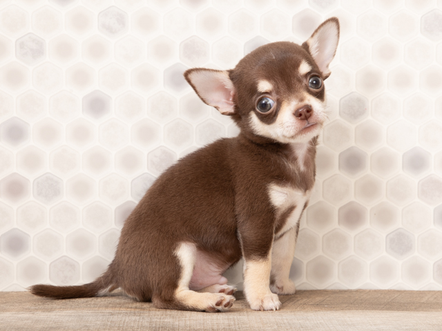 チワワ スムース 心斎橋本店 P S First 子犬や子猫を最優先に考えたペットショップ