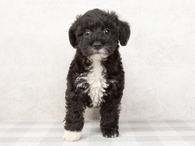 ペットショップ P S First ペット詳細