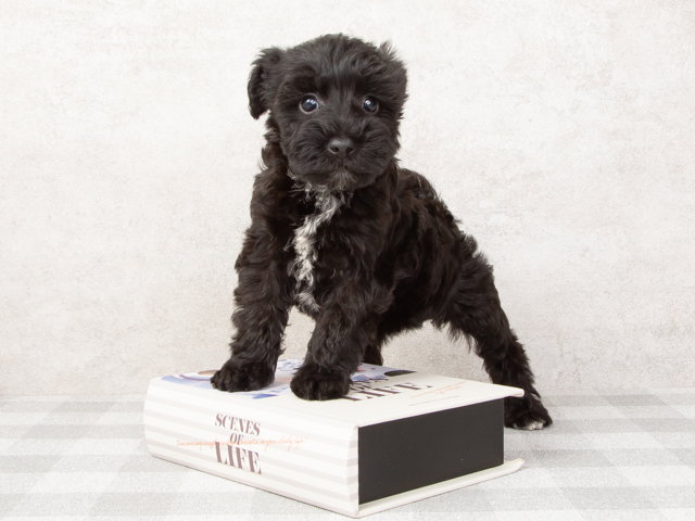 レトロ　新品　シユナウザー　犬　美品 レトロ 新品 シユナウザー 犬 美品 楽天市場】the dog シュナウザーの通販